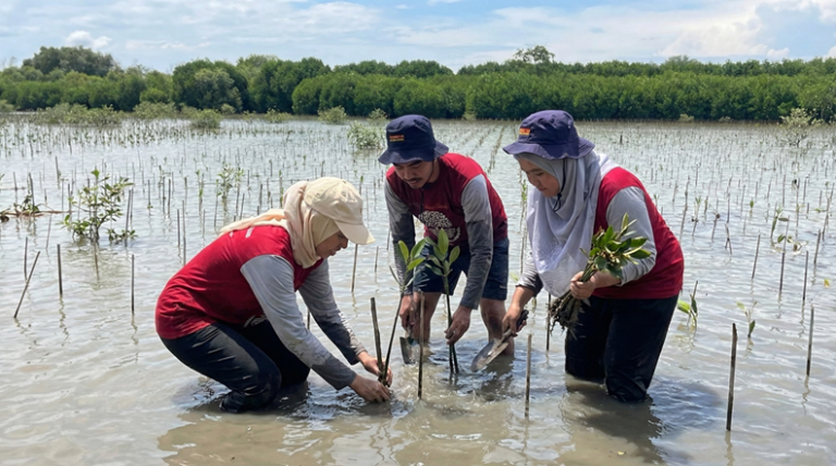 CSR_MANGROVE_2